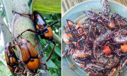 Loại bọ chuyên phá hoại rừng tre, ngày xưa người nông dân rất ghét, nhưng bây giờ trở thành đặc sản nhiều người săn lùng ở Trung Quốc