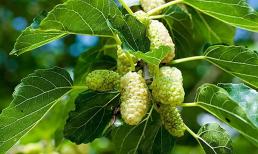 1 loại cây quý ở Việt Nam rất giàu vitamin C, được ví như “insulin tự nhiên” giúp kiểm soát đường huyết, dưỡng gan hiệu quả