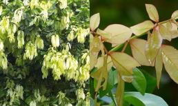 Đây là loại cây dại chỉ trồng hàng rào bỗng thành đặc sản, giá lên tới 90.000 đồng/kg vừa bổ vừa chữa bệnh 