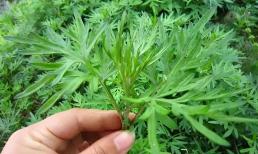 1 loại rau lá mọc đầy ở Việt Nam, là 'vua thảo mộc', giúp dưỡng dạ dày, hỗ trợ giấc ngủ, nhưng người bị tiểu đường nên tránh xa