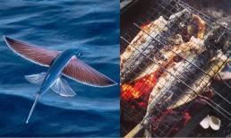 Loài cá duy nhất biết bay trên thế giới thành đặc sản gây tiếng vang tại 1 tỉnh ven biển của Việt Nam