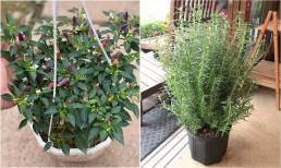 4 cây cảnh vừa đẹp vừa lọc không khí còn là gia vị hữu ích cho nhà bếp, nhất định phải trồng 1 cây