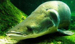 Loại cá được coi là 'Chúa tể sông Amazon', ăn cá sấu và cá piranha hung bạo đến mức nào? 