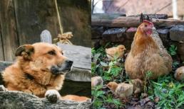 Cổ nhân có câu: 'Một sợ chó khóc nửa đêm, hai sợ gà bay lên mái, ba sợ liễu rậm trước mồ', điềm xui?