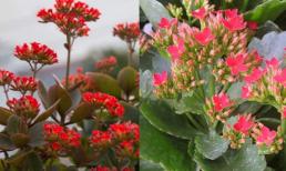 Cây hoa bỏng có ý nghĩa bất ngờ mà nhiều người vẫn chưa biết, ai trồng nó không giàu cũng thịnh vượng, giúp chiêu tài hút lộc