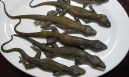 Con vật sống ở 'núi thiêng' được bắt làm món ăn, giá 1,4 triệu đồng/kg vẫn 'cháy hàng' 