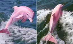 Cá heo hồng có thật hay không? Thực hư hình ảnh cá heo hồng được ghi lại đang gây chú ý trên mạng xã hội 