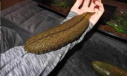 Cơn ác mộng của người dân ở Amazon: Con đỉa nước ngọt lớn nhất thế giới có chiều dài gần nửa mét