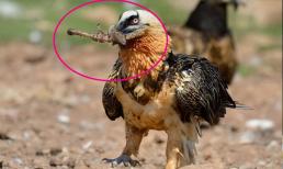 Đây là loài động vật duy nhất trên Trái đất sống chủ yếu bằng cách ăn xương