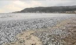 Kỳ lạ, một bãi biển Nhật Bản được bao phủ hoàn toàn bởi xương cá