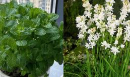 Người xưa có câu: “Nếu ban công trồng ba bông hoa thì gia đình sẽ tan nát, không thể thịnh vượng”