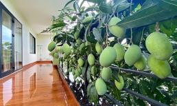 Cây trái nhà hàng xóm vươn sang ranh giới đất nhà mình thì có được tự ý hái quả hay không?