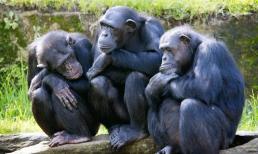 Khỉ đột to lớn như vậy, tại sao dương vật của chúng lại ngắn tủn 2,8 cm? 