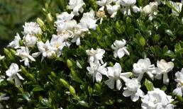 Những loại hoa “nghiện bia” này phát triển như điên khi uống bia. Nếu bạn bổ sung thường xuyên chúng sẽ tươi tốt suốt cả năm