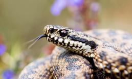 Tại sao sau khi giết rắn độc phải mang đầu rắn đi chôn?