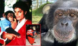 Tinh tinh 'cưng' của 'vua nhạc Pop' Michael Jackson được thừa kế hơn 50 tỷ giờ đã 41 tuổi, cuộc sống hiện ra sao?
