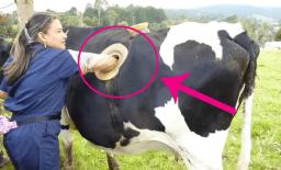 Tại sao phải khoét lỗ trên người con bò và thường thò tay vào đào nó ra? 