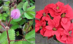 Những loại hoa này đẹp nhưng chứa 'kịch độc', nên đừng trồng ở nhà nhé! 