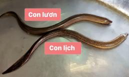 Con lịch là con gì? Nhiều người nhầm lẫn giữa lươn và lịch 