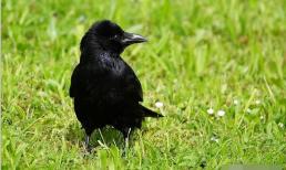 Tại sao quạ lại bị coi là 'điểm gở', ghét cay ghét đắng?