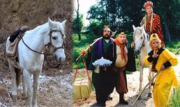 Sau khi quay xong 'Tây Du Ký' phiên bản 1986, chú ngựa “Bạch Long Mã” của Đường Tăng có cái kết như thế nào mà khiến nhiều người 'đau lòng'? 