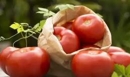 Tại sao cà chua ngày nay rất cứng và có thể bảo quản trong nhiều tuần mà không bị hỏng? 