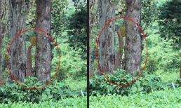 'Sinh vật đáng sợ' xuất hiện trên thân cây, sự thật khiến tất cả... ngã ngửa