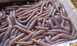 Giun cát là gì? Nhiều người nhìn ghê rợn, nhưng là đặc sản thượng hạng tiến vua, giúp tăng cường sinh lực