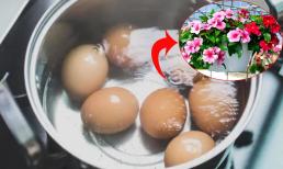 Trồng cây cảnh mà bỏ qua 6 thứ nước thừa này trong nhà là dại, đó mới chính là 'thần dược' cho cây