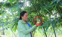 Trồng loại cây 'uốn theo chiều gió', chị nông dân quê Bắc Giang nhẹ nhàng thu về 28 tỷ đồng