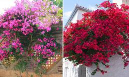 Một loại hoa leo dễ trồng, ngay cả những người mới bắt đầu cũng có thể trồng để tạo nên một vườn hoa rực rỡ