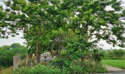 1 làng ở Hà Nội trồng thứ cây có gỗ quý đắt như vàng, phải nuôi cả đàn chó và lắp camera để bảo vệ 'kho báu lộ thiên'