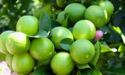 Nơi nào trồng chanh nhiều nhất Việt Nam? Tại sao ở Việt Nam rẻ bèo, xuất sang New Zealand lại được coi là  'vàng xanh', gần 1 triệu đồng/kg