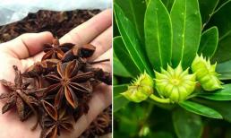 Loài hoa triệu đô được mệnh danh là ‘báu vật’ trời ban: Thế giới rất hiếm nhưng Việt Nam sở hữu đến 40.000 ha