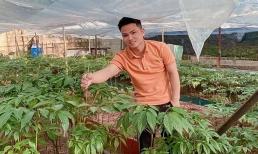 Trồng cây dại từ thân tới lá đều bán đắt tiền, người nông dân lãi lớn thu 1 tỷ đồng/năm