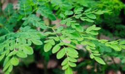 Được thế giới săn đón và coi như 'vàng xanh', hóa ra đây lại là loại cây mọc dại đầy ở Việt Nam