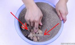 Mua quá nhiều gừng có nên bảo quản trong tủ lạnh? Dạy bạn một số thủ thuật để gừng không bị khô héo hoặc mọc mầm sau 3 tháng