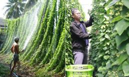 Ở Việt Nam có một loại lá 'vàng' cứ hái là ra tiền, nông dân kiếm 2 tỷ đồng/năm