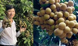 Bỏ công việc ổn định, chàng trai về quê 'thúc ép' nhãn ra trái sớm thu về 2 tỷ đồng mỗi năm