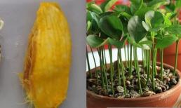 Đừng vứt hạt sau khi ăn quả, hãy gọt bỏ hạt và trồng thành chậu cây nhỏ chỉ sau vài bước đơn giản, nó sẽ đơm hoa kết trái vài năm kế tiếp