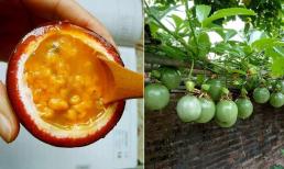 Ăn những trái cây này vào mùa hè, 'để lại hạt' và rải vào chậu, sau 10 ngày thành quả còn hơn bạn tưởng tượng 