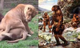 Động vật có động dục theo mùa, tại sao con người có thể động dục 365 ngày trong năm?