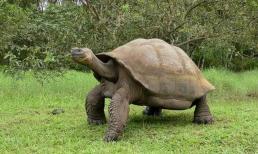 Tại sao con người chỉ có thể sống được 80 năm, nhưng rùa có thể sống được 200 năm? Nghiên cứu mới tìm ra chìa khóa cho tuổi thọ của loài