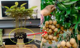 Nếu bạn thích ăn nhãn, hãy trồng một chậu ở nhà và vùi hạt xuống đất trong 15 ngày, kết quả rất bất ngờ