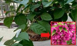 Cây hoa giấy 'đực' không chịu nở hoa chỉ nuôi lá, không cần nhổ bỏ làm theo cách này 