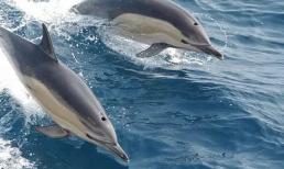 Top 10 loài động vật có chỉ số IQ cao nhất thế giới