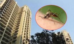 Muỗi có thể bay được bao nhiêu tầng? Khi mua nhà nên mua cao bao nhiêu để tránh muỗi vào nhà?