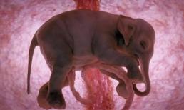 Loài động vật nào có thời gian mang thai dài nhất thế giới?