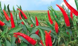 Loại quả bán đầy chợ tại Việt Nam với giá rẻ bèo đang được Trung Quốc lùng mua, đó là quả gì?