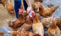 Nuôi gà thả rông ở nông thôn bao lâu mới đạt dinh dưỡng và chất lượng ngon nhất để thịt? Đây là câu trả lời